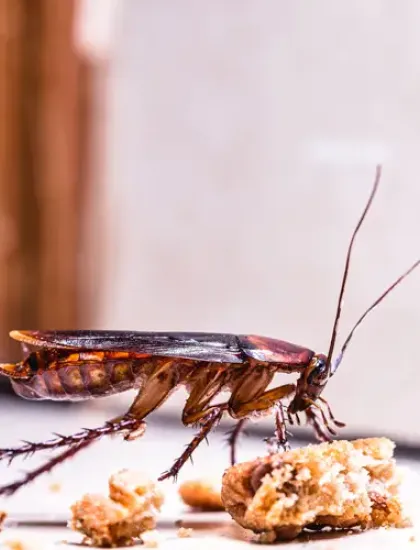 cockroach in a kitchen